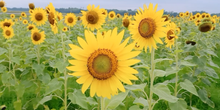 Sunflower