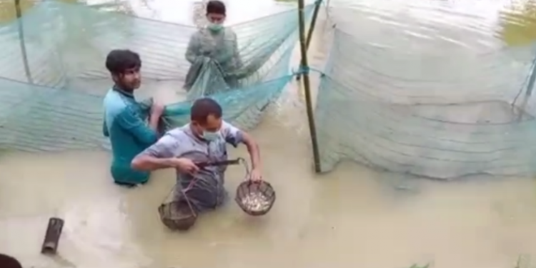 Teok man selfemployeed with fish cultivation