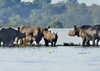 assam-floods647_071417033244