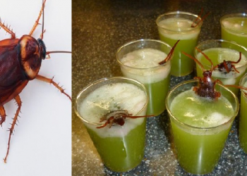 cockroach-juice