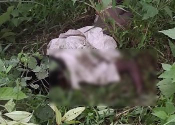 elephant killed