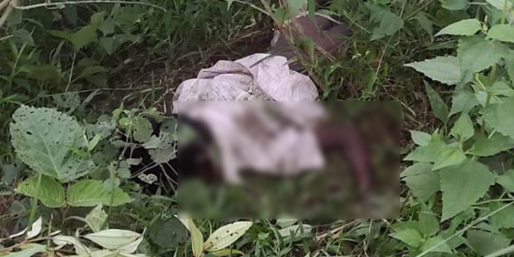 elephant killed