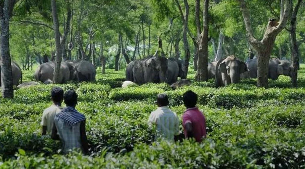 elephants-2