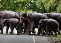 elephants-corridor-750x37