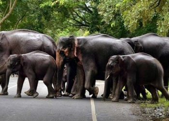 elephants-corridor-750x37
