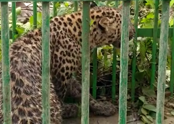 leopard caged