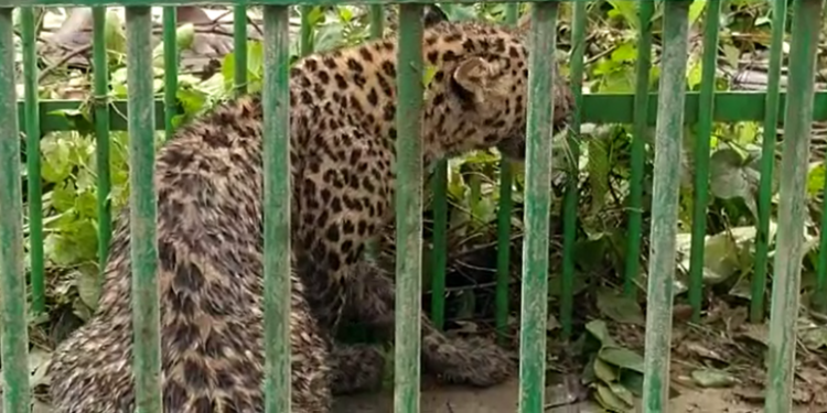 leopard caged