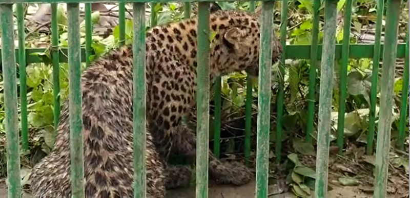 leopard caged