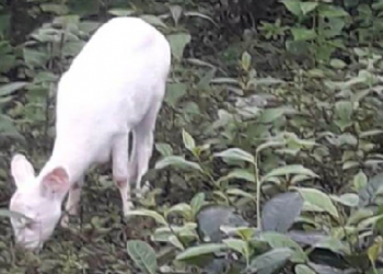 white dear