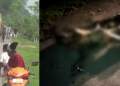 wild elephant killed