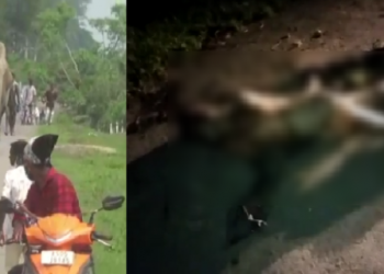 wild elephant killed