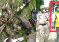 Birds killed Barpeta