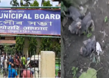 Tangla Municipal board in cattle egreat killing
