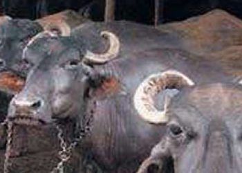 buffaloes