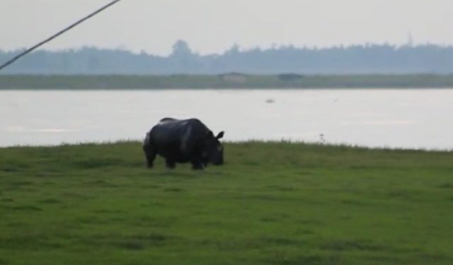 cow