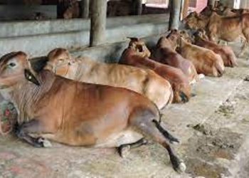 cow