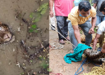leopard rescued