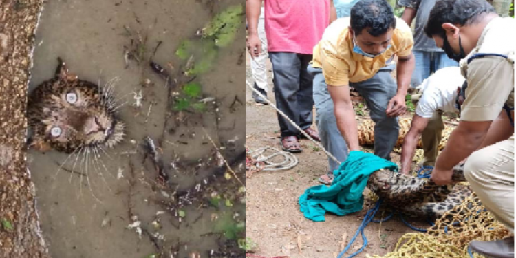 leopard rescued