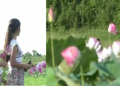 lotus blooming final