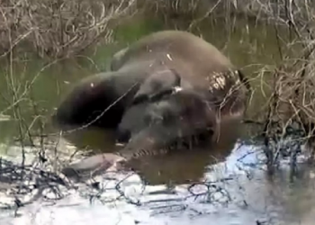 stuck elephant
