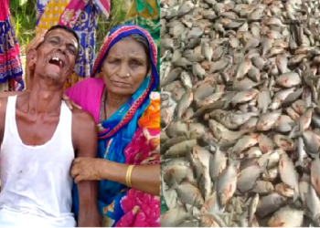 poison pour in fishery at Hajo