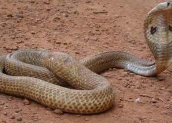 snake-bites-O
