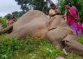 wild elephant death