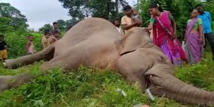 wild elephant death