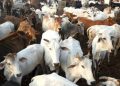 Cows