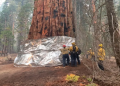 Sherman tree