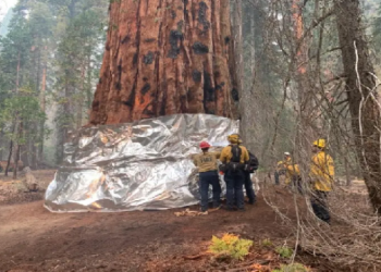 Sherman tree