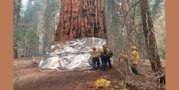 Sherman tree