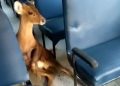 deer cub rescued from a battalion bus