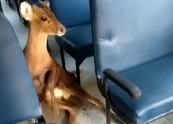 deer cub rescued from a battalion bus