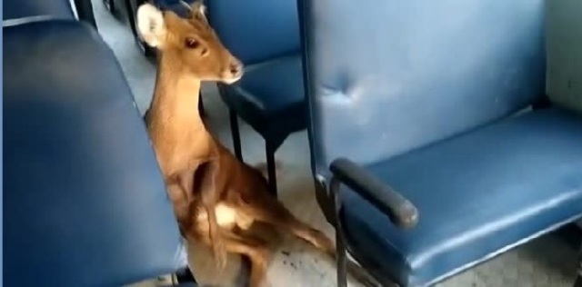 deer cub rescued from a battalion bus