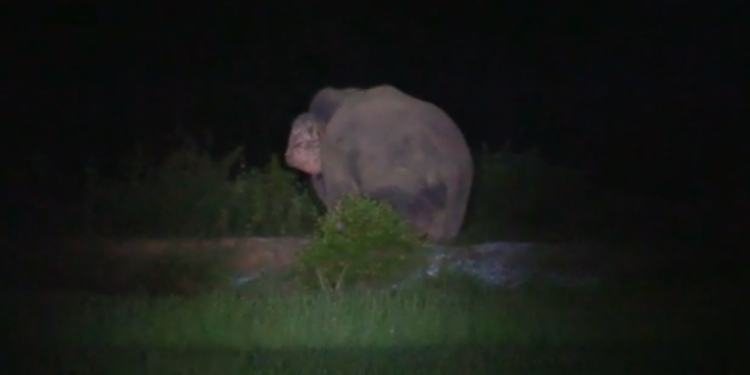 elephant damage corps