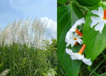আহিনৰ  আঁচলত ধৰি শেৱালিৰ সুৱাস,কহুৱাৰ নাচোনে ধৰাৰ বুকুলৈ নমাই আনিছে শৰতৰ বতৰা