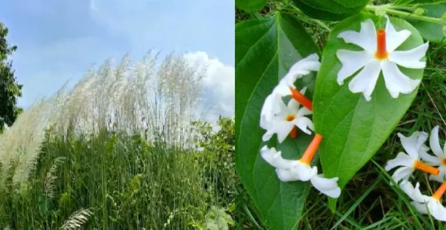 আহিনৰ আঁচলত ধৰি শেৱালিৰ সুৱাস,কহুৱাৰ নাচোনে ধৰাৰ বুকুলৈ নমাই আনিছে শৰতৰ বতৰা