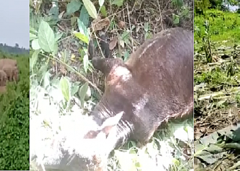wild elephant rampage