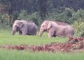 Human-elephant conflict: কৃষ্ণাইত বনৰীয়া হাতীৰ গচকত প্ৰাণ গল আৰু এজনৰ