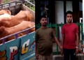 cattle smugler & cattle seized
