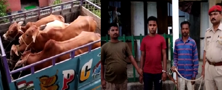cattle smugler & cattle seized