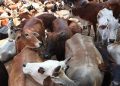 cow-cattle7591