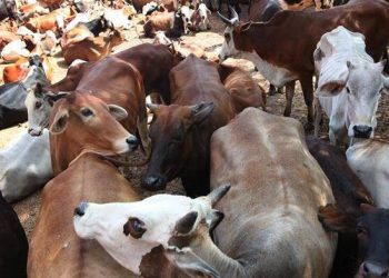 cow-cattle7591