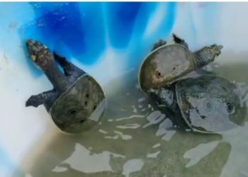 বিশ্বনাথত বৰমূৰীয়া কাছ সংৰক্ষণৰ বিশেষ পদক্ষেপ প্ৰকৃতি সংগঠনৰ