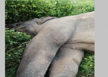 elephant electrocuted