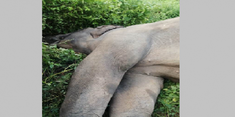 elephant electrocuted