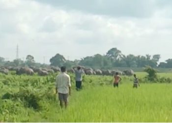 বিহালীৰ নাচবৰত বনৰীয়া হাতীৰ সন্ত্ৰাস, ত্ৰাসিত গঞা