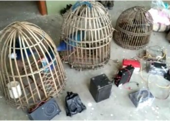 চামগুৰিত চোৰাং চিকাৰীৰ বিৰুদ্ধে বন বিভাগৰ অভিযান, কাম চৰাই উদ্ধাৰ