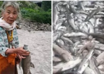ৰহস্য কি? অৰুণাচলৰ কামেং নৈত ওপঙি উঠিছে হাজাৰ হাজাৰ মৃত মাছ, প্ৰভাৱ পৰিব পাৰে ব্ৰহ্মপুত্ৰৰ ওপৰতো
